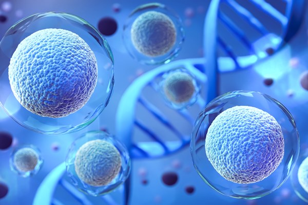 First Identification of a Key Mechanism That Enhances the Safety and Efficacy of Stem Cell Therapies